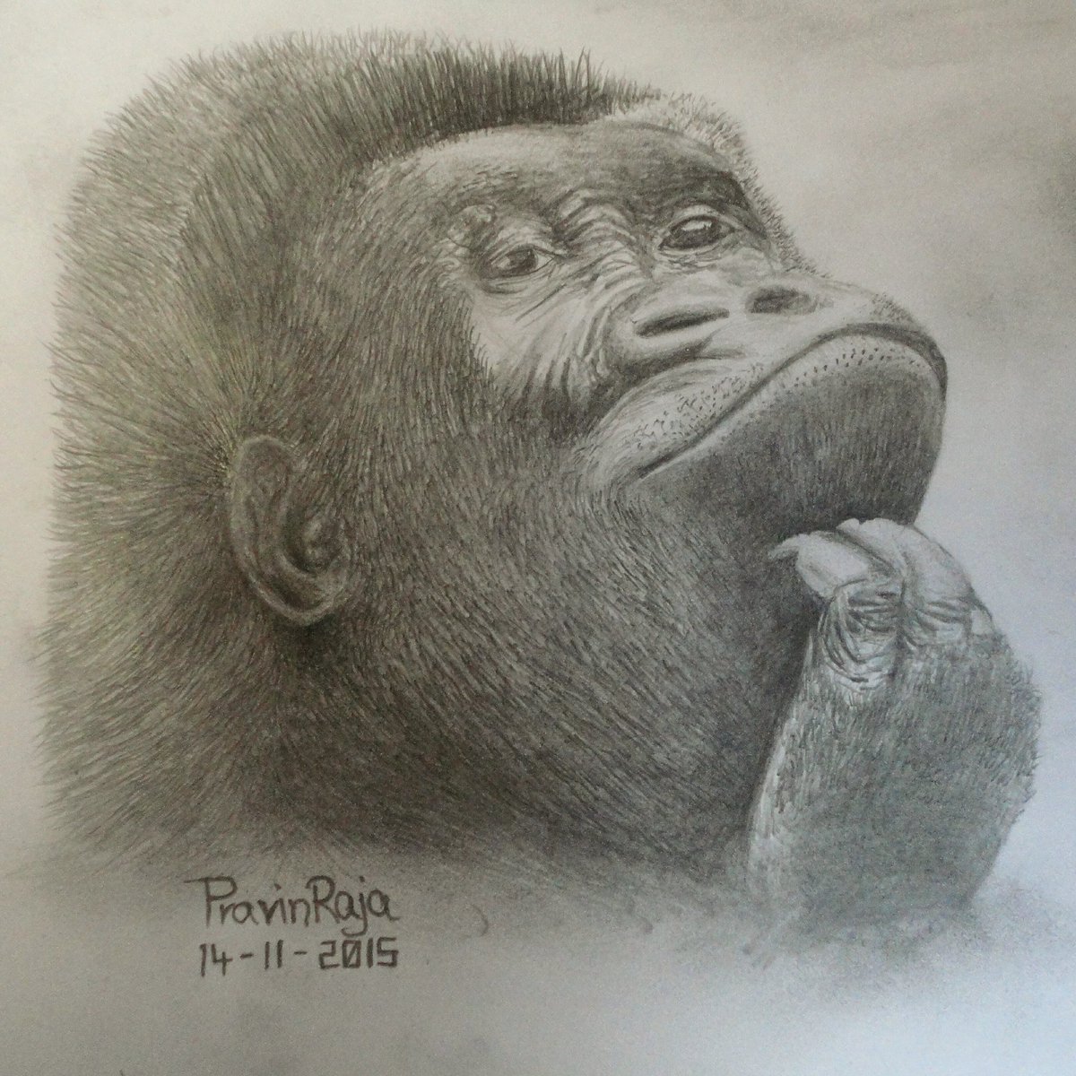 1200x1200 Drawings On Twitter Monkey Pencil Drawing By Pravin Raja. Age