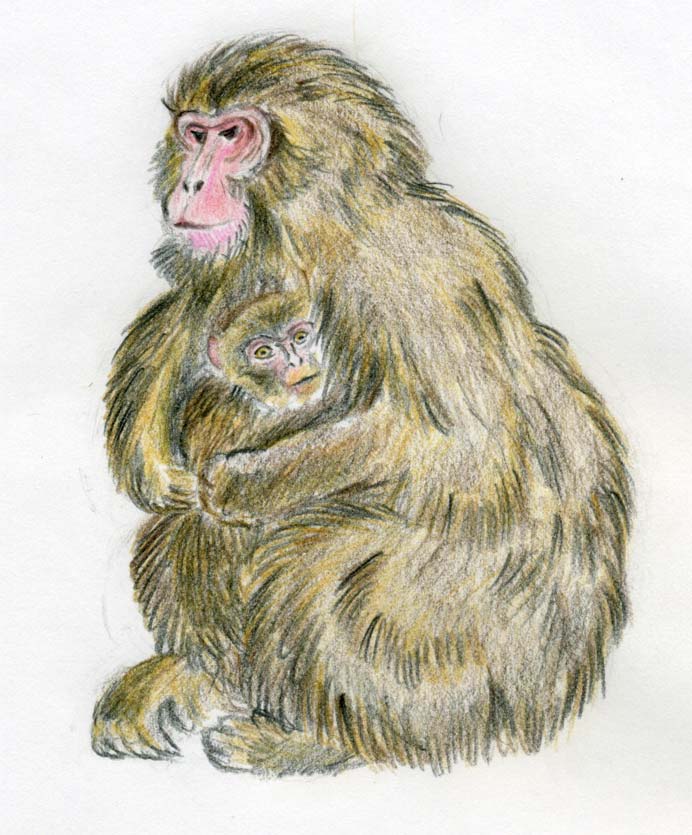 692x835 How To Draw A Monkey