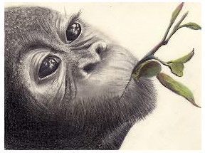 288x215 How To Draw A Monkey Detailed Pencil Drawings Of Animals
