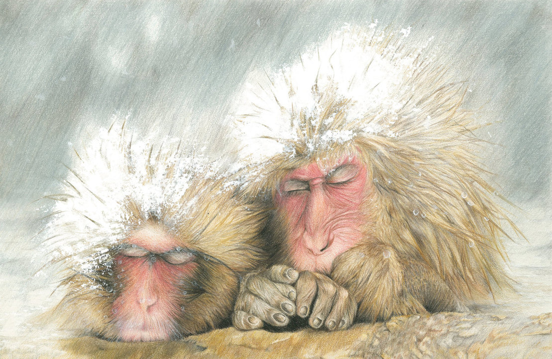 1109x721 Japan Hot Spring Monkey Pencil Drawing By Bl4ckvanill4