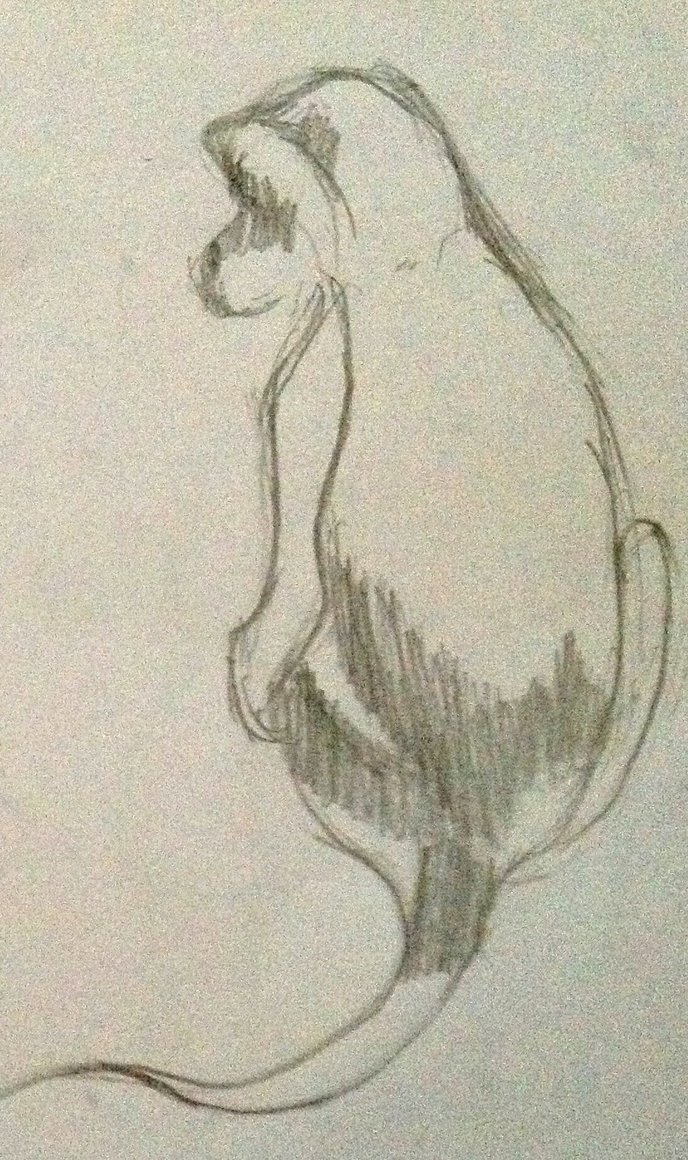 688x1160 Pencil Drawing Of Monkey By Polka Dot Elephant