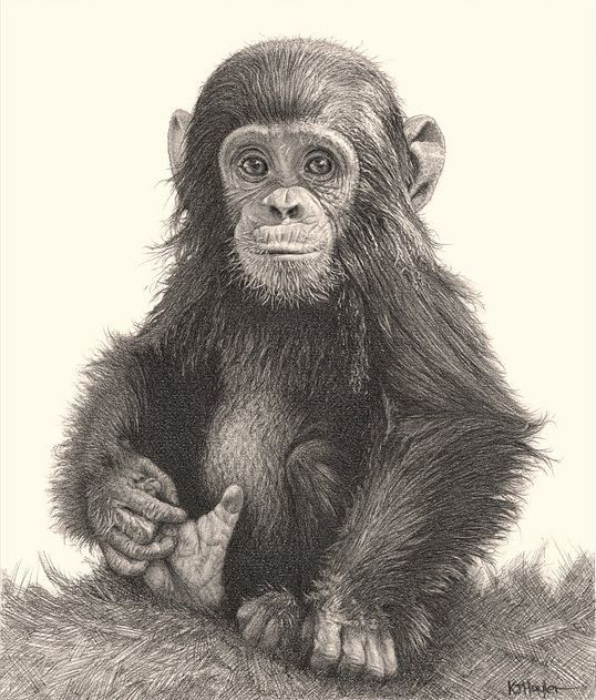 538x631 Pin By Elnaz Esfandiari On Me Drawings, Monkey