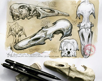 340x270 Monkey Skull Drawings Original Artwork