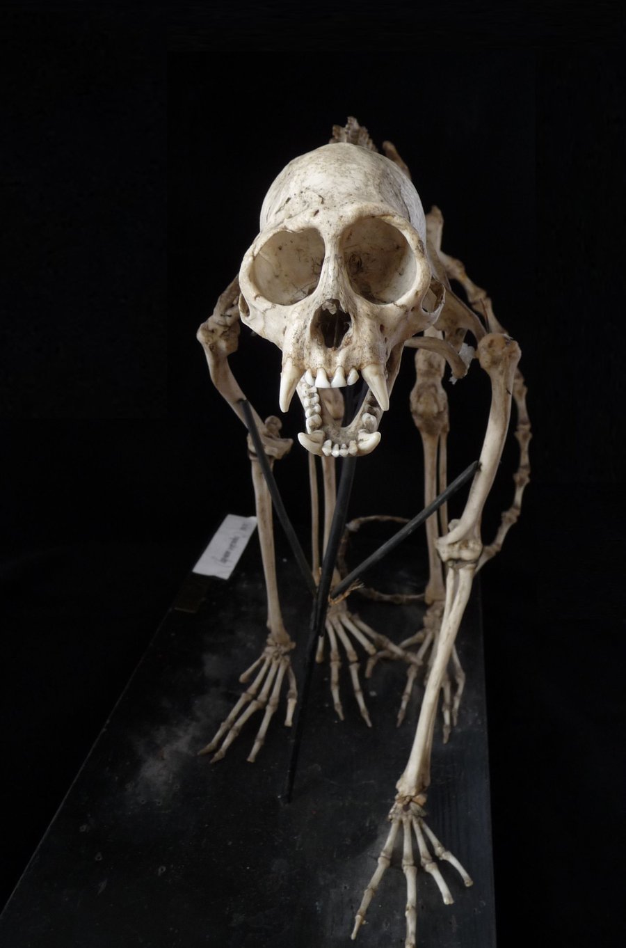 900x1362 Monkey Skeleton By Lemondjinn
