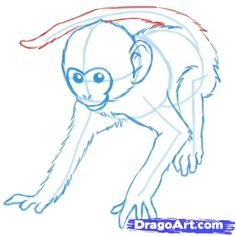 236x236 How To Draw Monkeys Step 11 Arts Monkey And Drawings