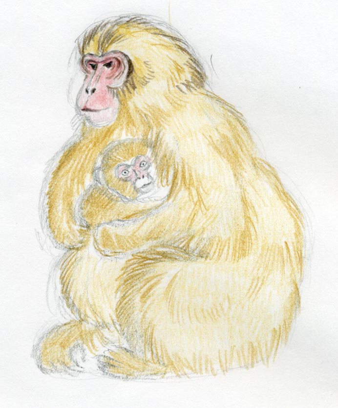 692x835 How To Draw A Monkey