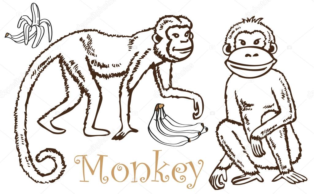 1024x632 Monkey And Bananas Drawing Stock Vector Olga1983siv1