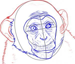 302x258 How To Draw A Realistic Monkey Step 5 Polymer Clay Monkey