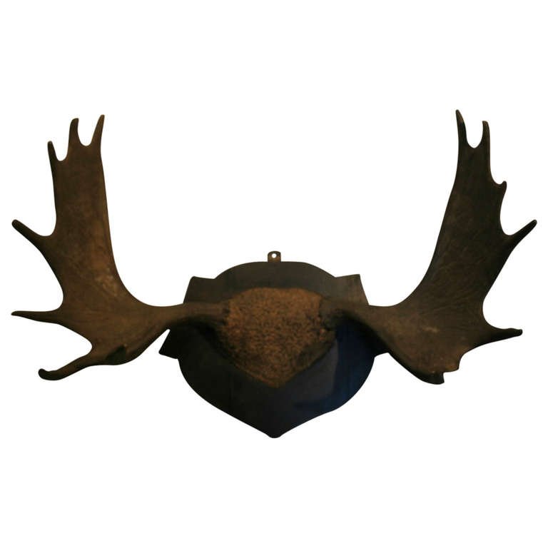 768x768 Mysterious 19th Century Moose Antlers
