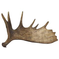 236x236 Stock Illustrations Four Hand Drawn Antlers, From Elk, Moose