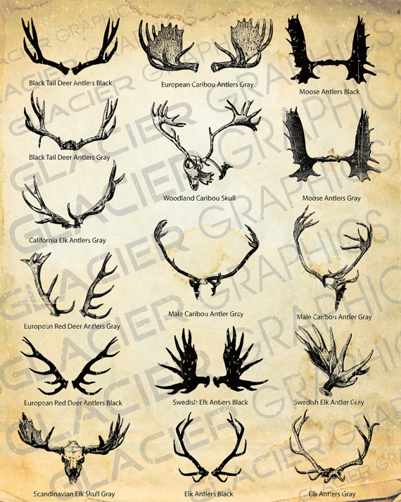 570x713 Vintage Deer Elk Caribou Moose Antler And Skull