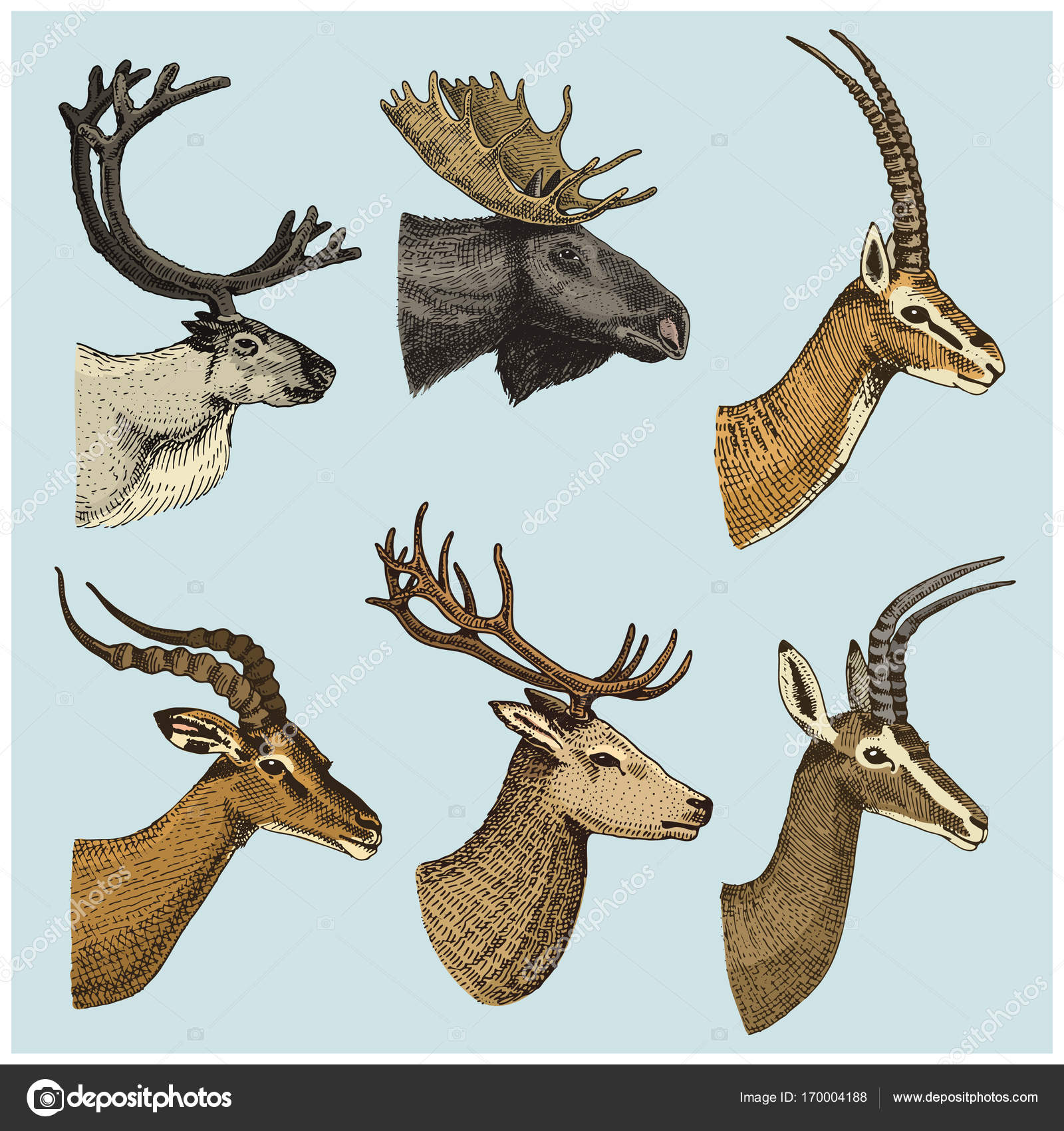 1600x1700 Of Horn, Antlers Animals Moose Or Elk With Impala, Gazelle