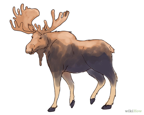 500x400 How To Draw A Moose 6 Steps