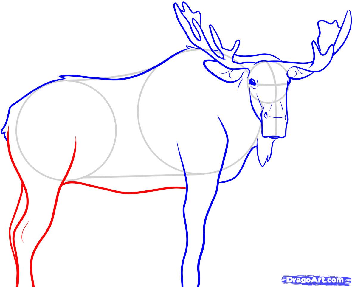 1181x963 How To Draw A Moose Step 7 Drawings Moose, Draw