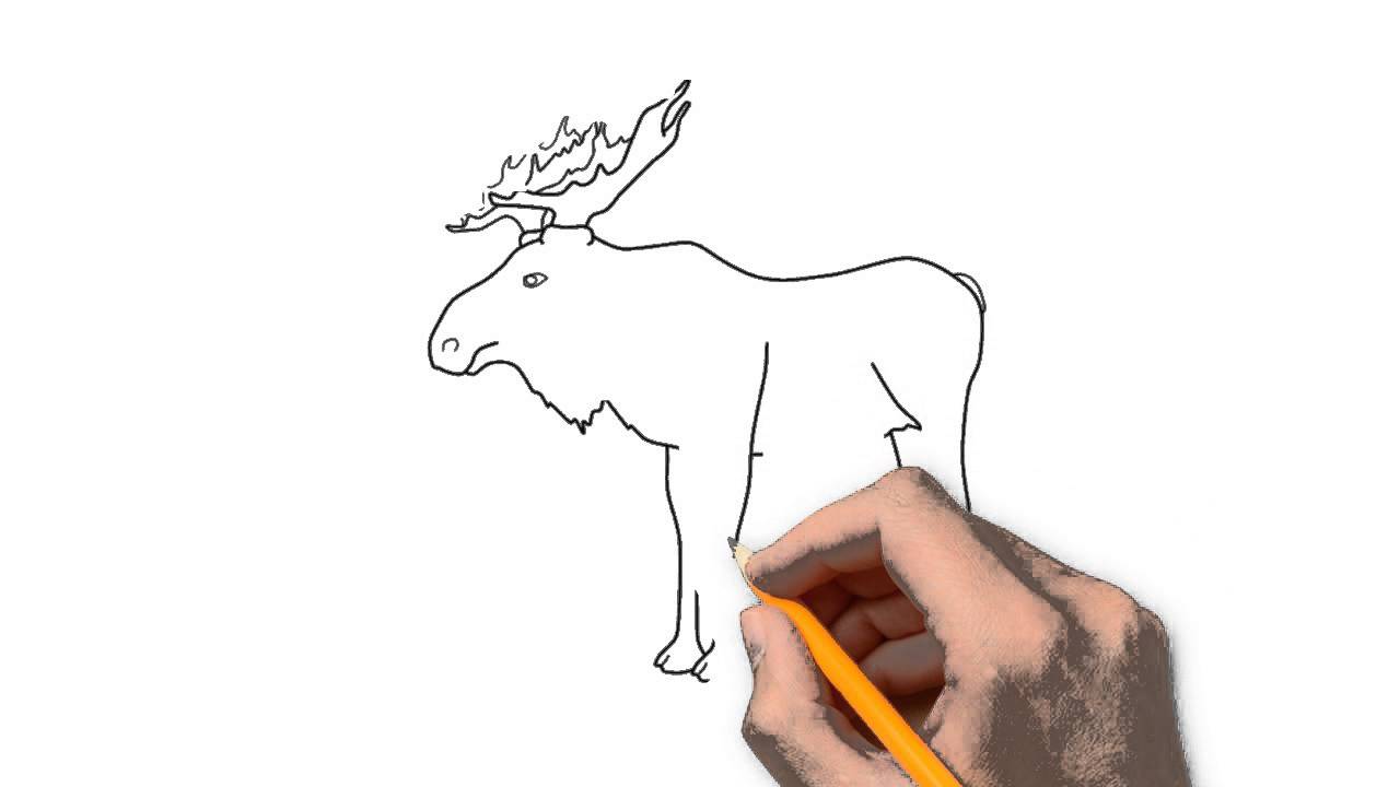 1280x720 Moose Animals Pencil To Draw Step By Step
