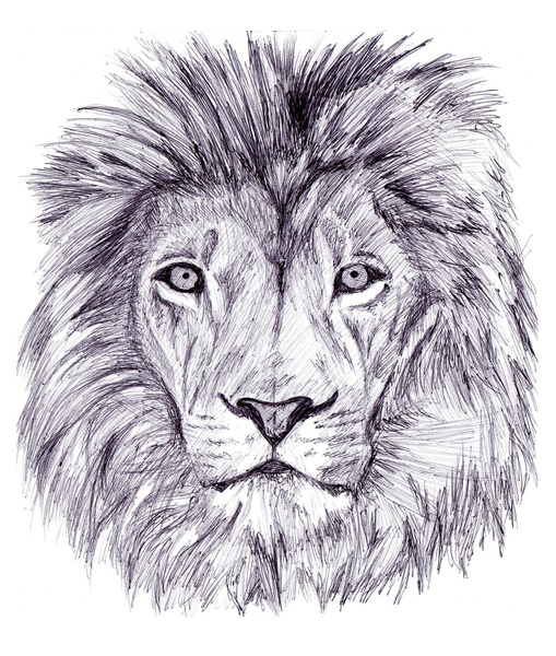 509x600 Biro Pen Drawing Lion By Demoose21