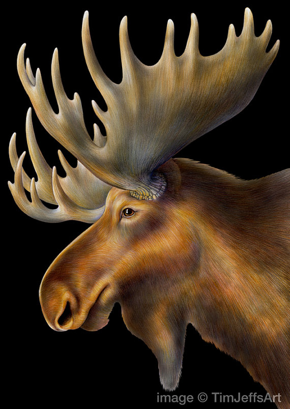 570x804 Moose Colored Pencil Drawing