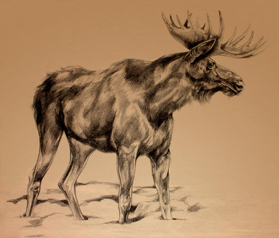 900x768 Moose Sketch Drawing By Derrick Higgins