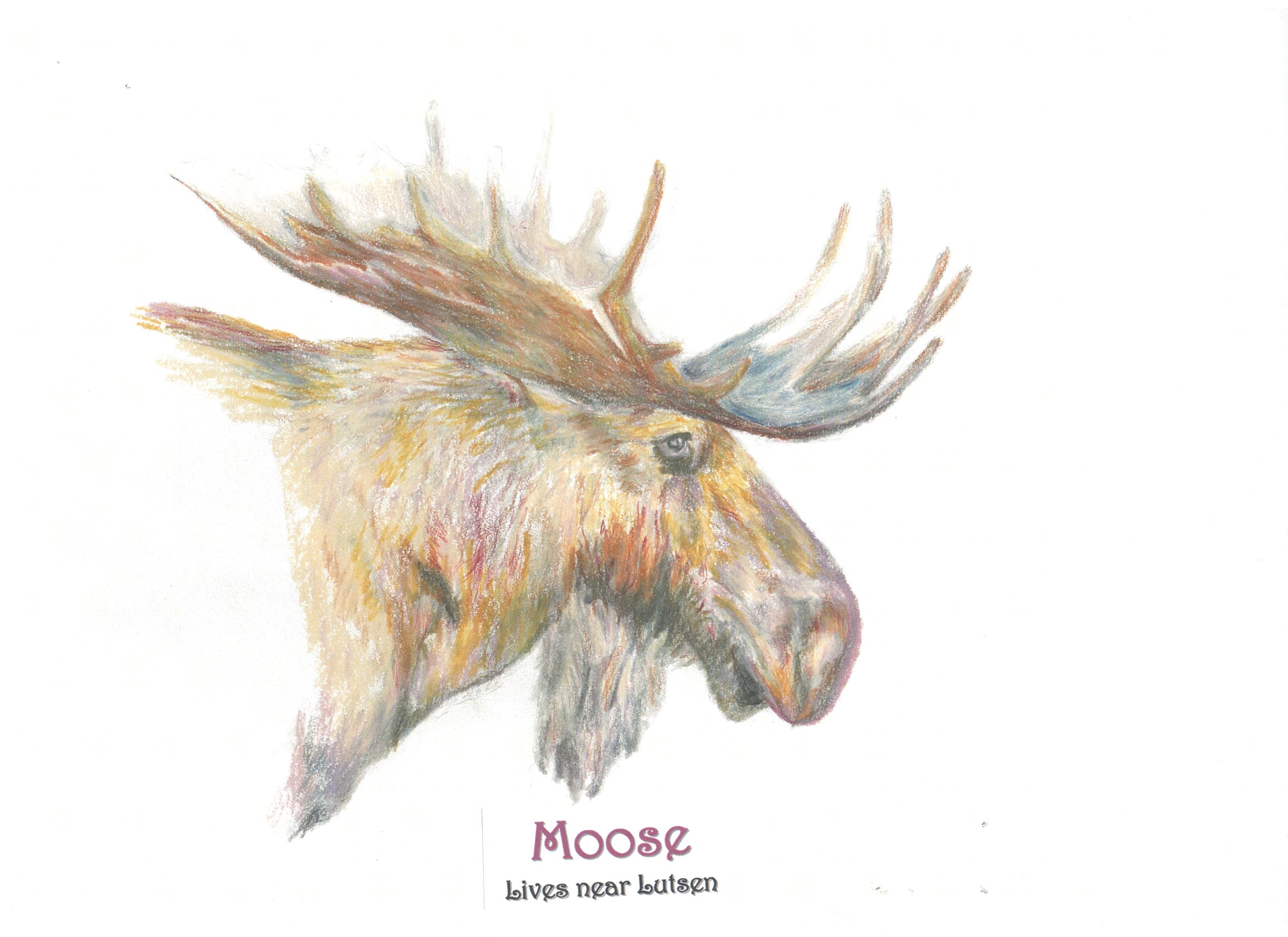 3506x2550 Moose Pencil, Watercolor Pencil Sketches By Jane Selstad
