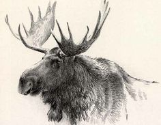 236x183 Moose Drawing