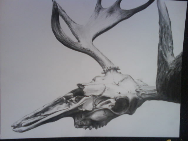 640x480 Moose Skull 2 By Rusty Skye