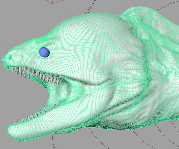 600x500 248 Best Moray Eels Images On Shrimp, Underwater