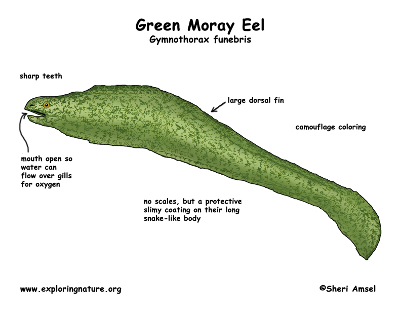 792x612 Eel (Green)
