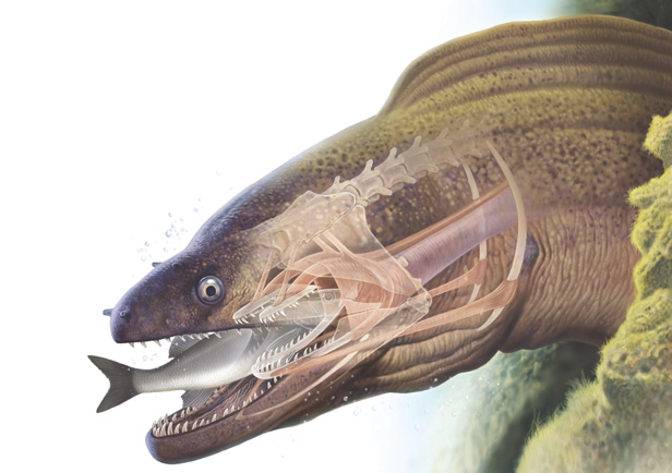 616x434 How Moray Eels Feed How It Works Magazine