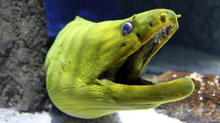 727x409 Moray Eel Masters Photobomb