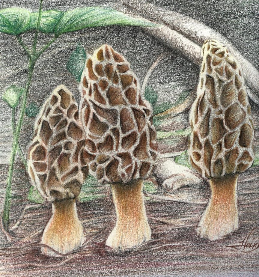 864x924 Morel Mushrooms By Westernman