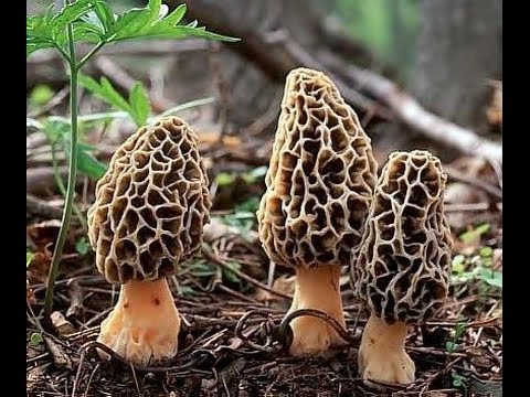 480x360 Morel Mushroom Hunting With The Idaho Hillbillies