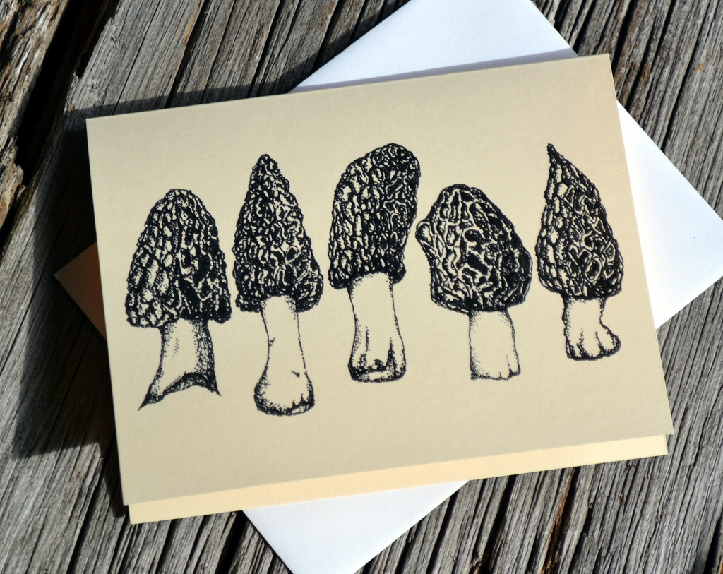 1024x813 Morel Mushroom Drawing Card Popup