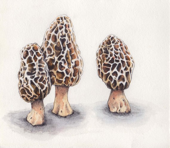 570x498 Morel Mushrooms Mushrooms, Watercolor And Paintings