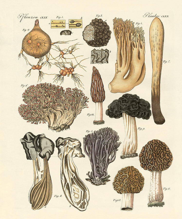 748x900 Strange Plants Drawing By Splendid Art Prints