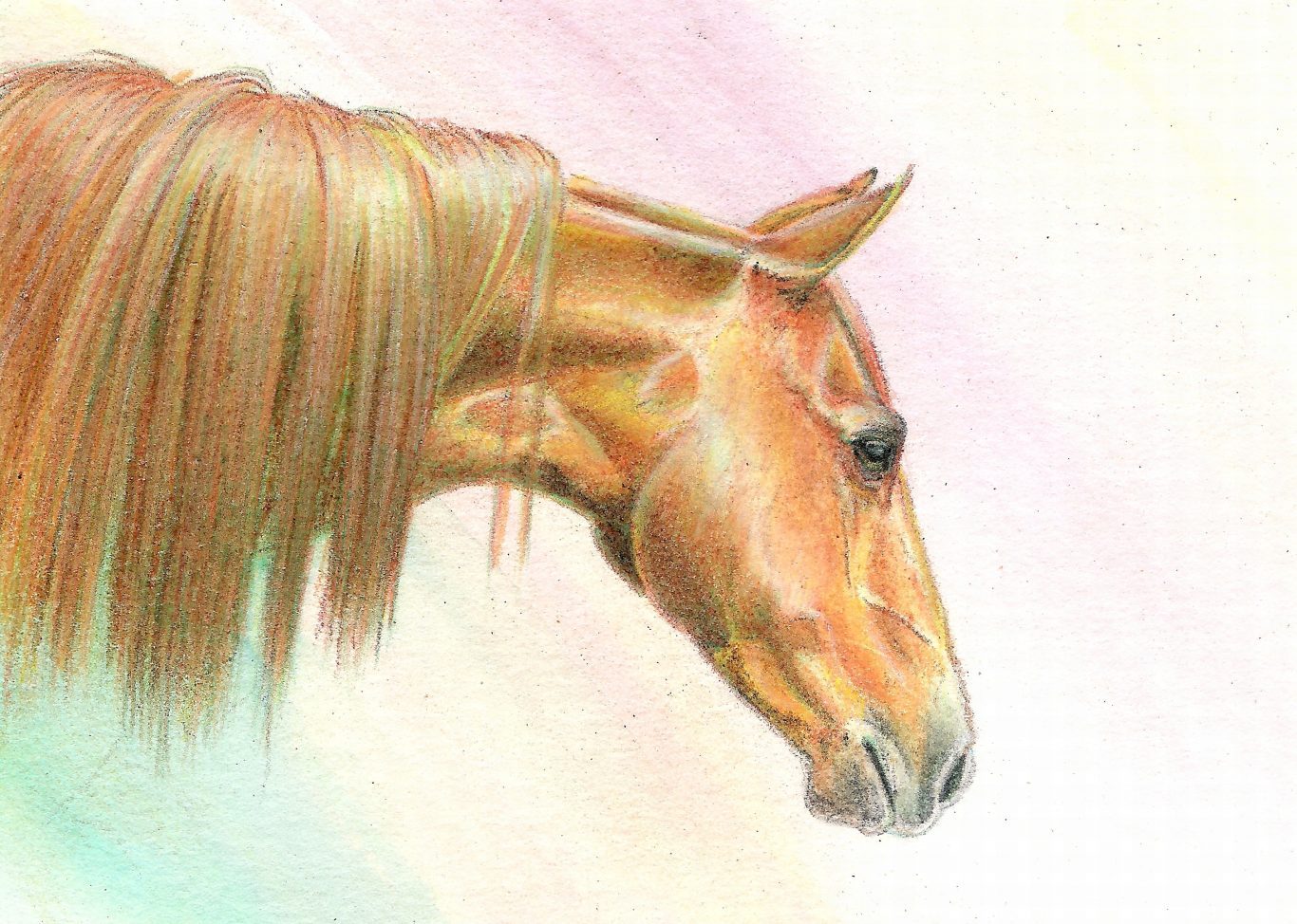 1366x974 Horse Amp Dog Drawings In Colored Pencil