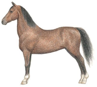 400x358 How To Draw A Horse