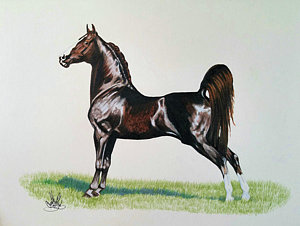300x226 Morgan Horse Drawings