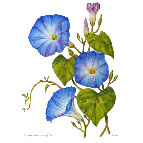 570x570 Morning Glory Print Blue Flowers Botanical Floral Art By Janet