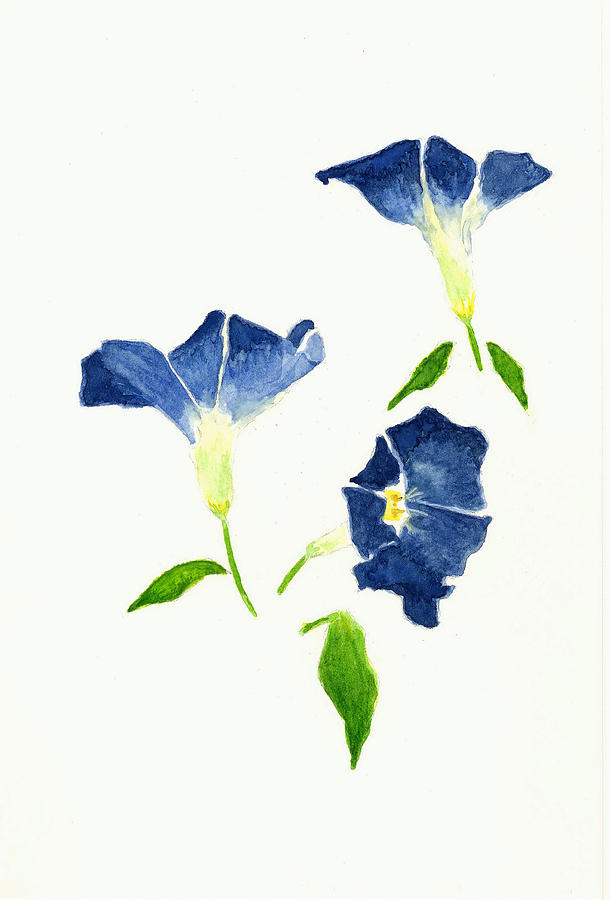 610x900 Morning Glory Flower Botanical Drawing