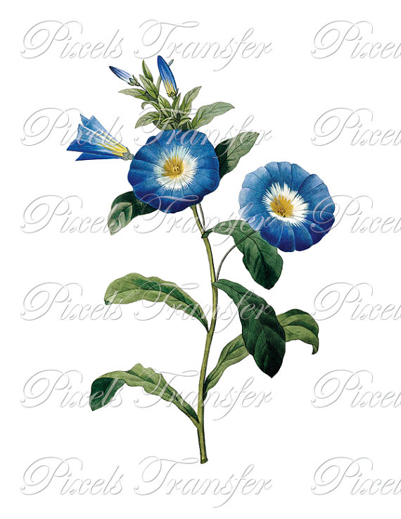 570x737 Blue Flowers Instant Download Digital Download Botanical