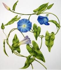 210x240 Morning Glory Botanical Drawing Botanical Reference