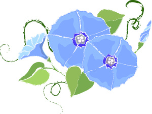 300x224 Free Free Morning Glory Pictures 0515 1104 2802 0657 Pictures