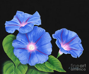 300x248 Morning Glory Flowers Drawings Fine Art America