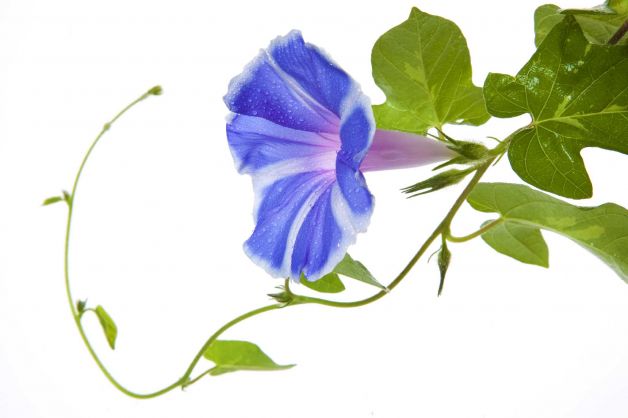 628x418 Morning Glory Vine Tattoo Vine Drawing , White Morning Glory