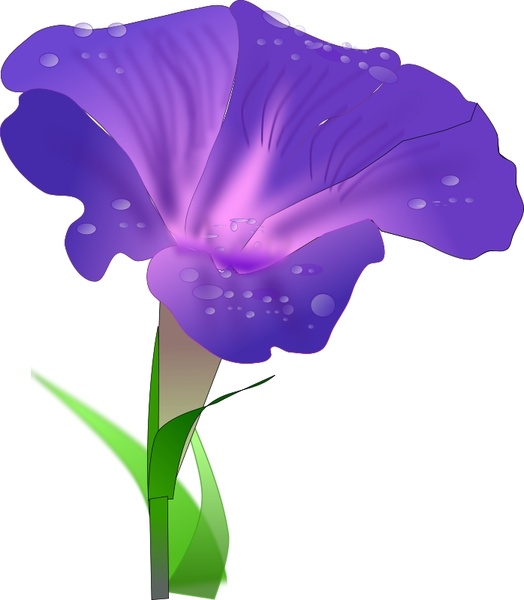 524x600 Morning Glory Free Vector In Open Office Drawing Svg ( Svg