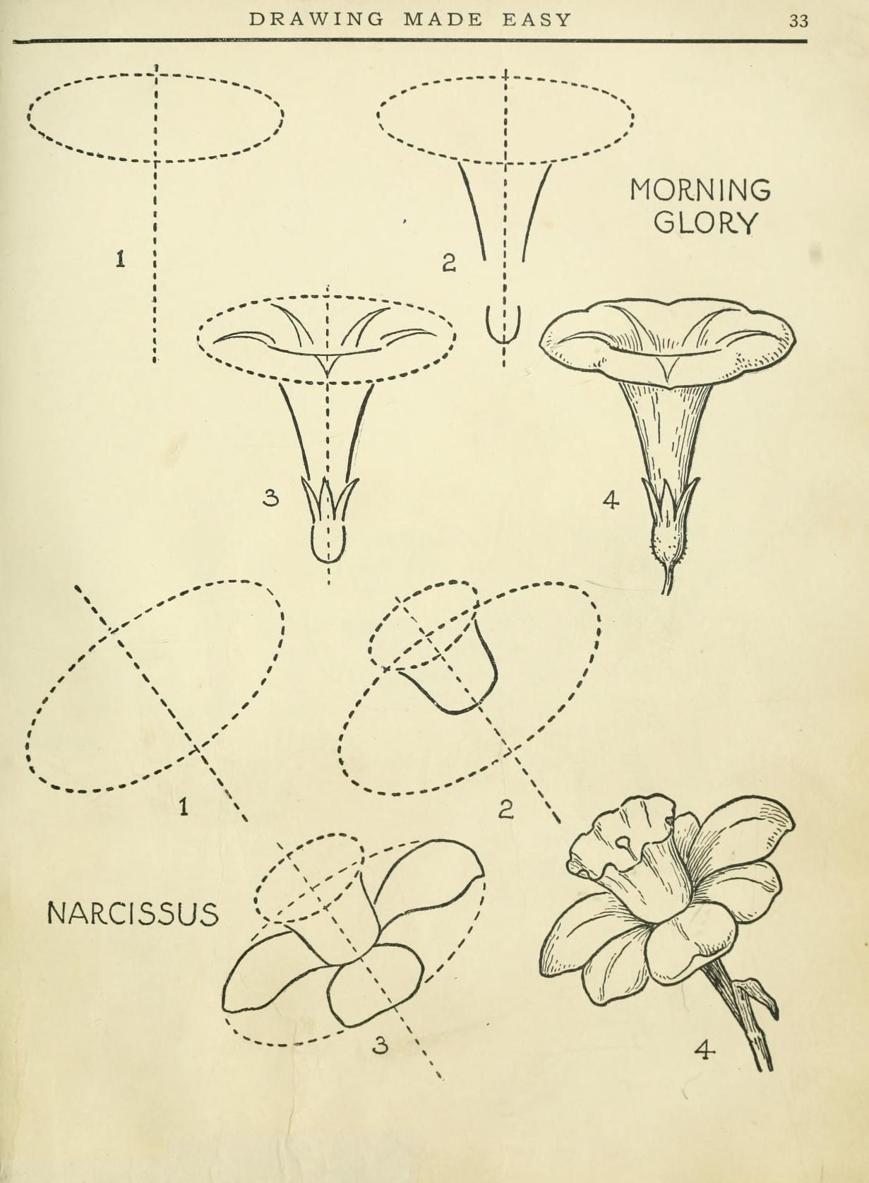 1231x1675 Morning Glory And Daffodyl