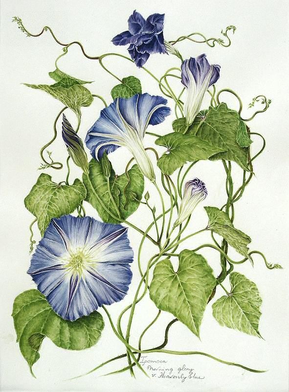 Morning Glory Flower Drawing at GetDrawings | Free download