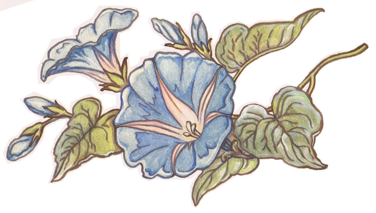 1600x908 Blue Morning Glory Original 12x16 Watercolor Painting By Melanie