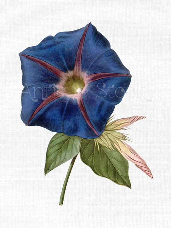570x760 Botanical Illustration Flower Clipart