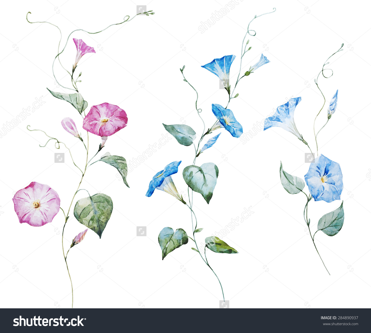 1500x1350 Morning Glory Flower Drawing Watercolor Drawing Delicate Pink Blue